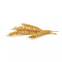 300 gramme(s) de blé